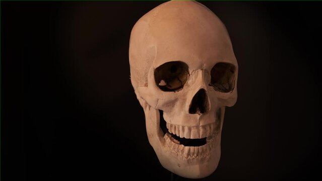 Old human skull in light color slow rotates on black isolated studio background. Skull from different angles. Human anatomy and dental equipment. 
