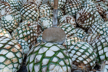 La herramienta para cortar la planta está clavada en el agave en la fabrica de tequila.	
