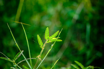 blumea flowers have many medicinal benefits and are rich in antioxidants.