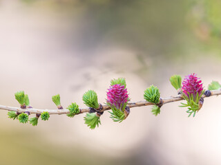 Larch tree fresh pink cones blossom at spring on nature background