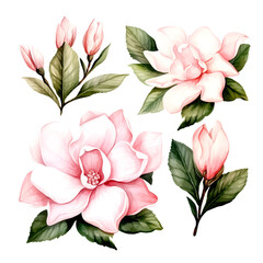 Set of vector pink flowers gardenias