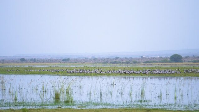 A huge flock of Demoiselle crane or Grus virgo or Koonj birds perching on ground across a river in Gwalior Madhyapradesh India