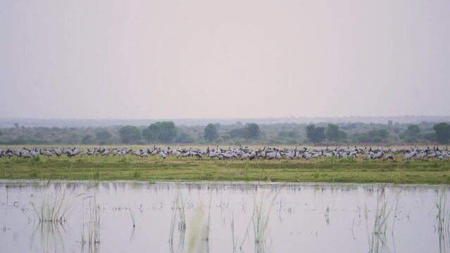 A huge flock of Demoiselle cranes or Grus virgo or Koonj birds perching on ground across a river in Gwalior Madhya Pradesh India during evening time