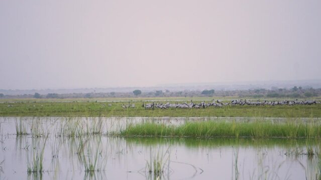 A huge flock of Demoiselle cranes or Grus virgo or Koonj birds perching on ground across a river in Gwalior Madhya Pradesh India during evening time