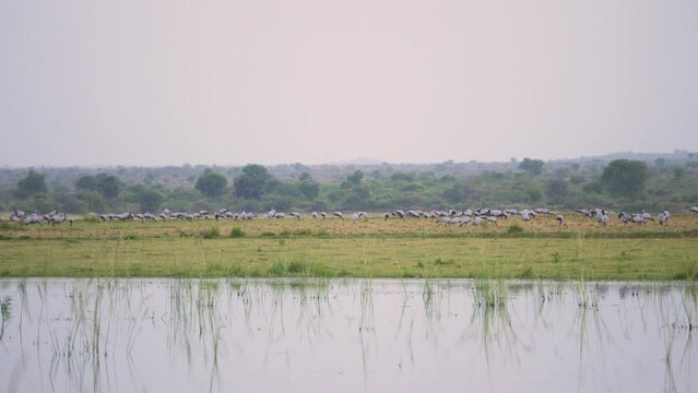 A huge flock of Demoiselle cranes or Grus virgo or Koonj birds perching on ground across a river in Gwalior Madhya Pradesh India during evening time