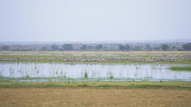 A huge flock of Demoiselle cranes or Grus virgo or Koonj birds perching on ground across a river in Gwalior Madhya Pradesh India during evening time