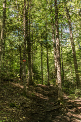 Obraz premium View on the Forest near lake in La Mauricie National Park Quebec, Canada on a beautiful day