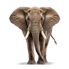 Elephant Front view Isolated on Transparent Background