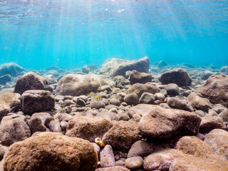 ヒリゾ浜の美しい波打ち際のシマハギ（ニザダイ科）他の幼魚の群れ。

静岡県伊豆半島賀茂郡南伊豆町中木から渡し船で渡るヒリゾ浜にて。
2023年10月22日水中撮影。

A school of the Beautiful Convict surgeonfish juvenile and others in the beautiful surf. 

HIRIZO Beach, Nakagi, Sou