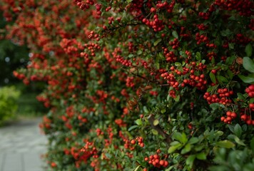 Fototapeta na wymiar Vibrant Pyracantha angustifolia suspended from a lush green branch in a tranquil park setting