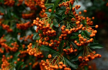 Vibrant Pyracantha angustifolia suspended from a lush green branch in a tranquil park setting