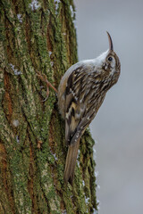 Gartenbaumläufer (Certhia brachydactyla)