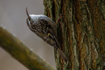 Gartenbaumläufer (Certhia brachydactyla)