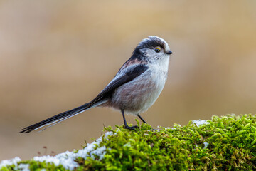 Schwanzmeise (Aegithalos caudatus)