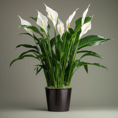 Peace Lily (Spathiphyllum)  Studio Shot Isolated on Clear Background, Generative AI