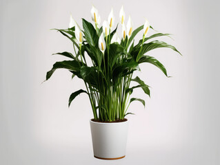 Peace Lily (Spathiphyllum)  Studio Shot Isolated on Clear Background, Generative AI