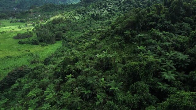 Aerial top down view of tropical jungle green rainforest. Bird eye view of Green exotic wilderness landscape. Travel tourism concept. Drone shot of thick brazil Costa Rica Fiji forest. Wild place