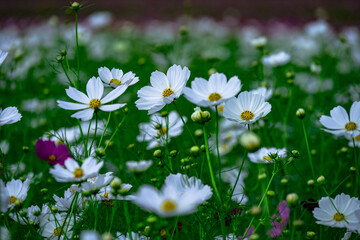 三光のコスモス