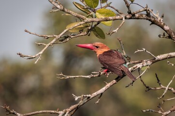 Brown-winged Kingfisher in Mangrove forest.this photo was taken from  Sundarbans National Park,Bangladesh.