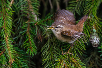 Zaunkönig (Troglodytes troglodytes) singend