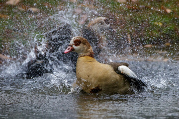 Nilgans (Alopochen aegyptiacus)