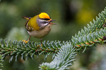 Sommergoldhähnchen (Regulus ignicapillus)