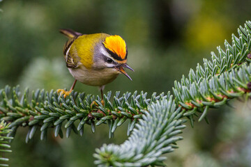 Sommergoldhähnchen (Regulus ignicapillus)