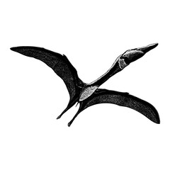 Quetzalcoatlus northropi hand drawing vector isolated on background. © tya studio