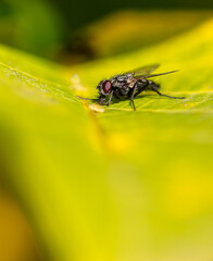 A fly on a green leaf. Macro