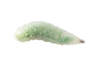 Green maggot isolated white background. Macro