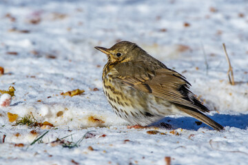 Singdrossel (Turdus philomelos)