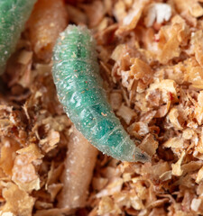 Green maggots in sawdust. Macro