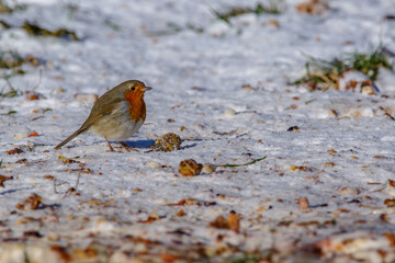 Rotkehlchen (Erithacus rubecula)