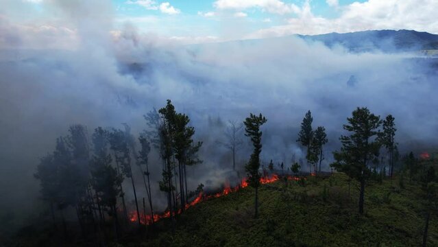 Wildfire aerial view. Fire and smoke. Burning forest. Natural disaster from climate change. Dry grass and trees burns. High summer temperature. Smoke of wildfire comes up. Tropical jungle in smog