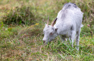 A goat grazes in the grass in a pasture
