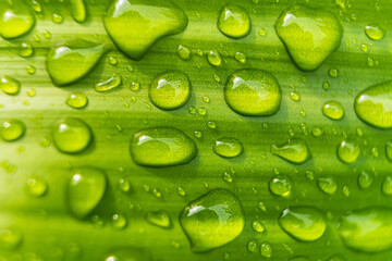 Macro closeup of Beautiful fresh green leaf with drop of water after the rain in morning sunlight nature background.