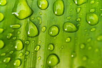 Macro closeup of Beautiful fresh green leaf with drop of water after the rain in morning sunlight nature background.