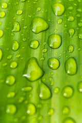 Macro closeup of Beautiful fresh green leaf with drop of water after the rain in morning sunlight nature background.