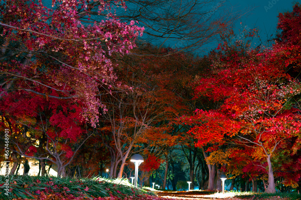 Poster night view of gyerim forest autumn maple in gyeongju, korea