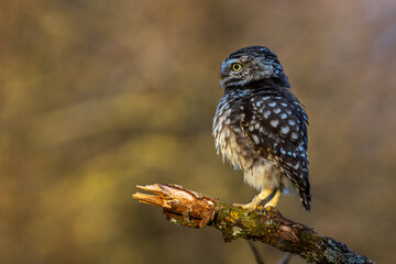 Steinkauz (Athene noctua)