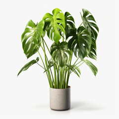 Monstera Deliciosa (Swiss Cheese Plant) Studio Shot Isolated on Clear Background, Generative AI