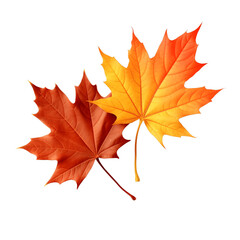 Multicolored fallen autumn maple leaves isolated on white background 