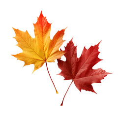 Autumn maple leaves of different colors isolated on white background 
