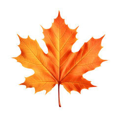 Autumn maple leaf isolated on white. Multicolored fallen autumn leaves on transparent background