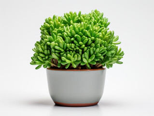 Jade Plant (Crassula ovata) Studio Shot Isolated on Clear Background, Generative AI