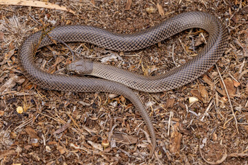 Close up of Australian Curl Snake
