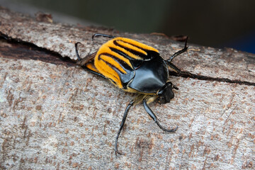 Hairy-backed Chafer (Trichaulax macleayi) beetle.