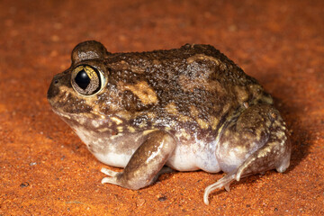Close up of Sudell's frog