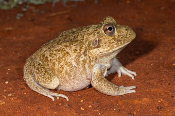 Close up of Australian New Holland Frog