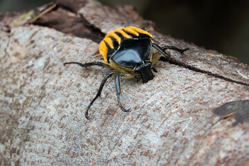 Hairy-backed Chafer (Trichaulax macleayi) beetle.